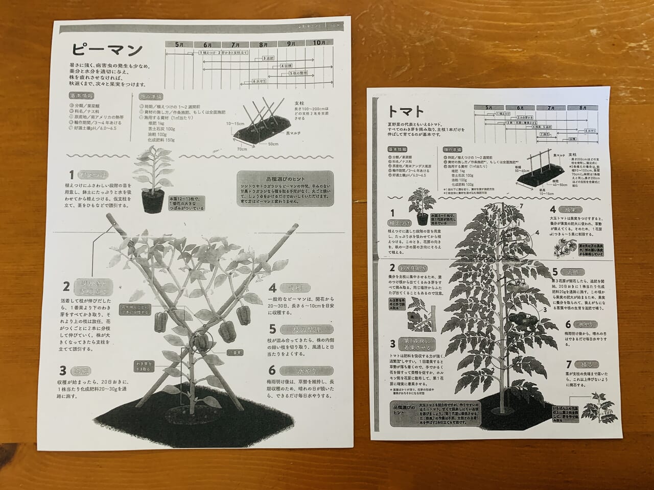 夏野菜苗物市