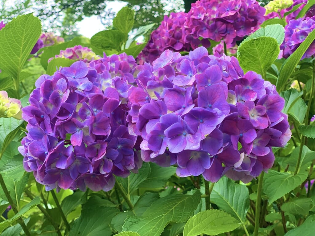紫陽花2