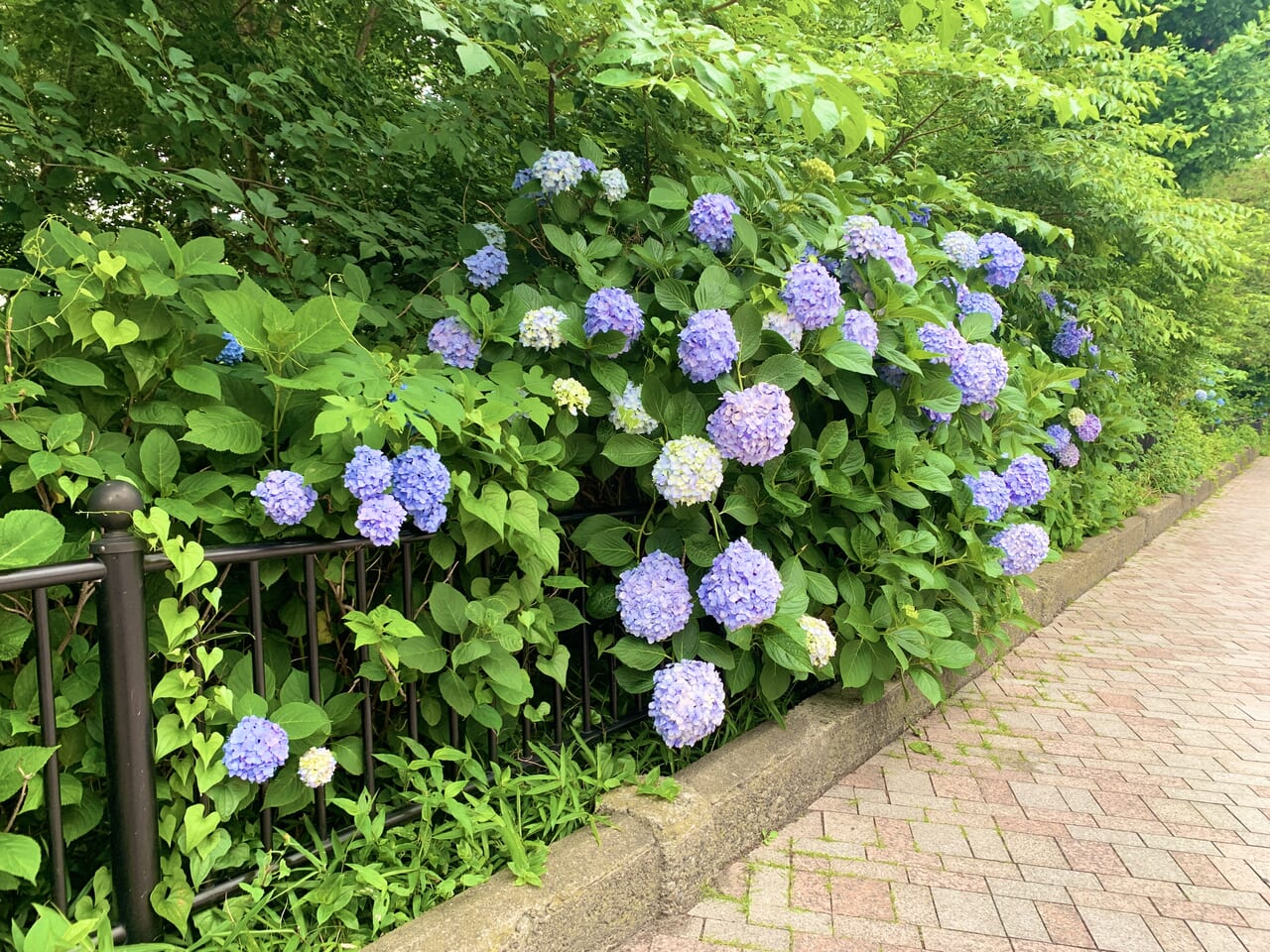 三鷹駅の紫陽花