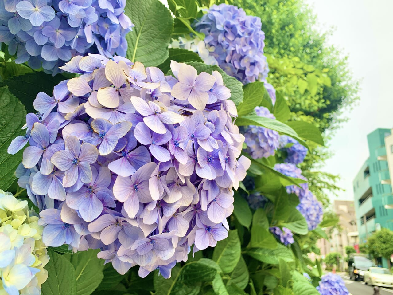 三鷹駅の紫陽花