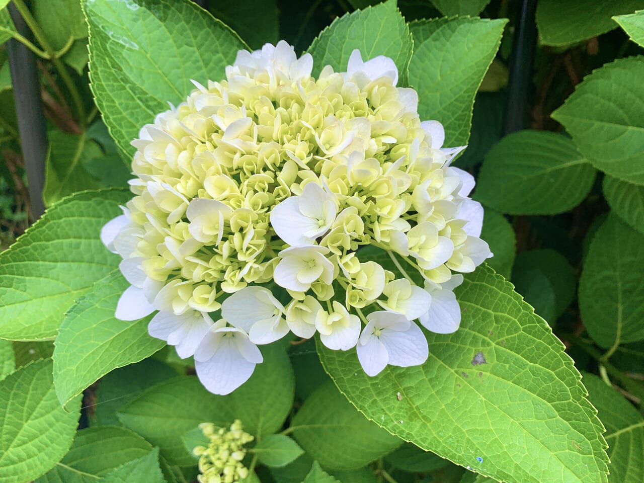 三鷹駅の紫陽花