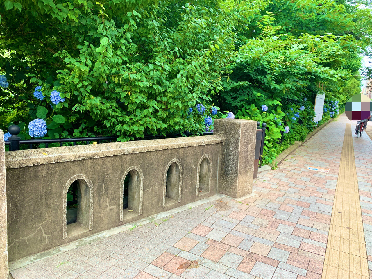 三鷹駅の紫陽花