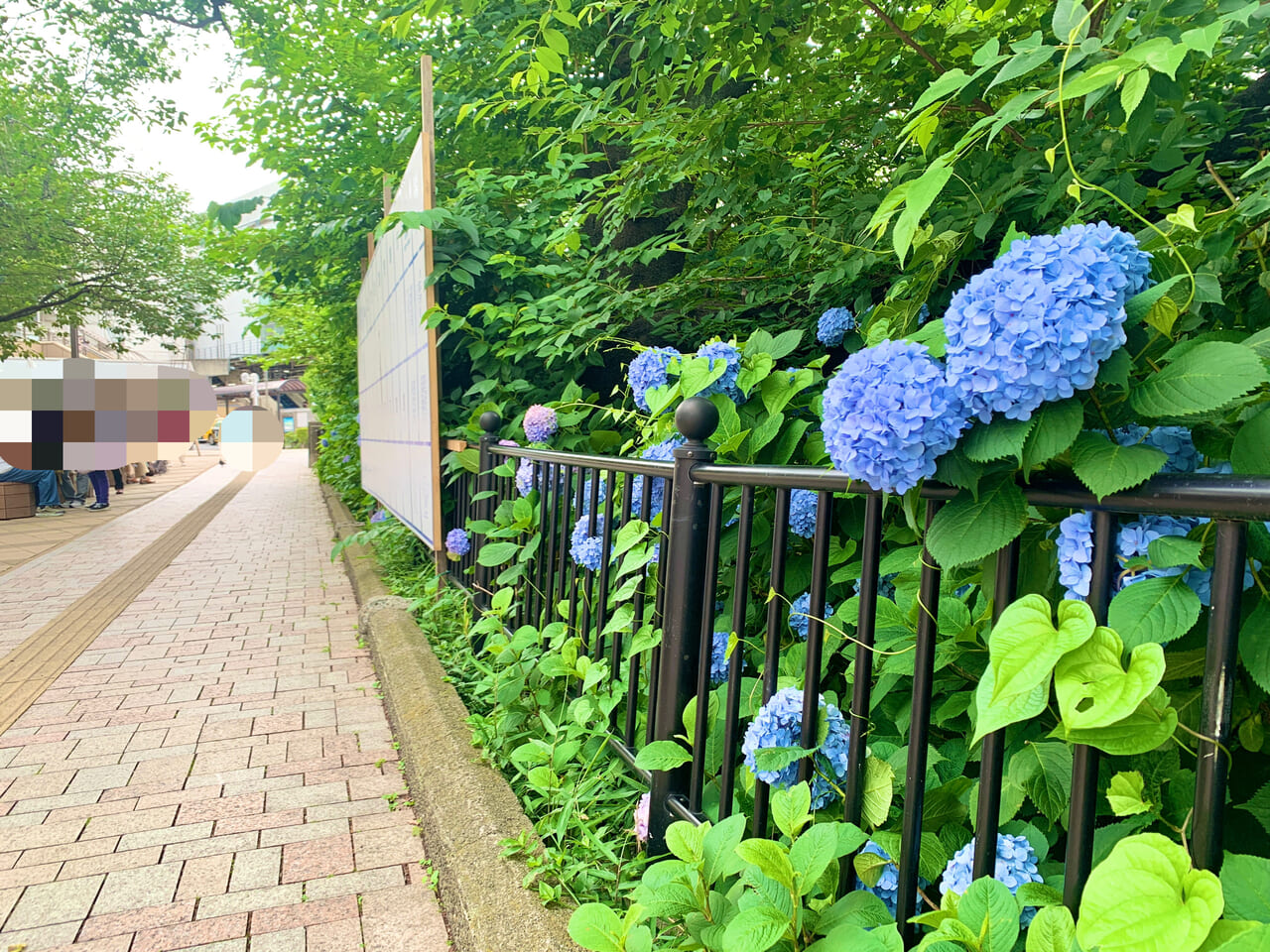 三鷹駅の紫陽花