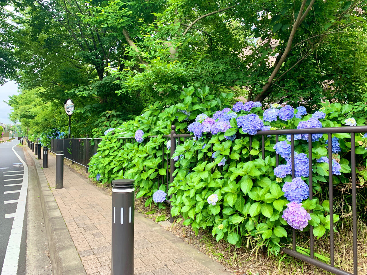 三鷹駅の紫陽花