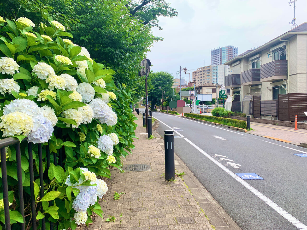 三鷹駅の紫陽花