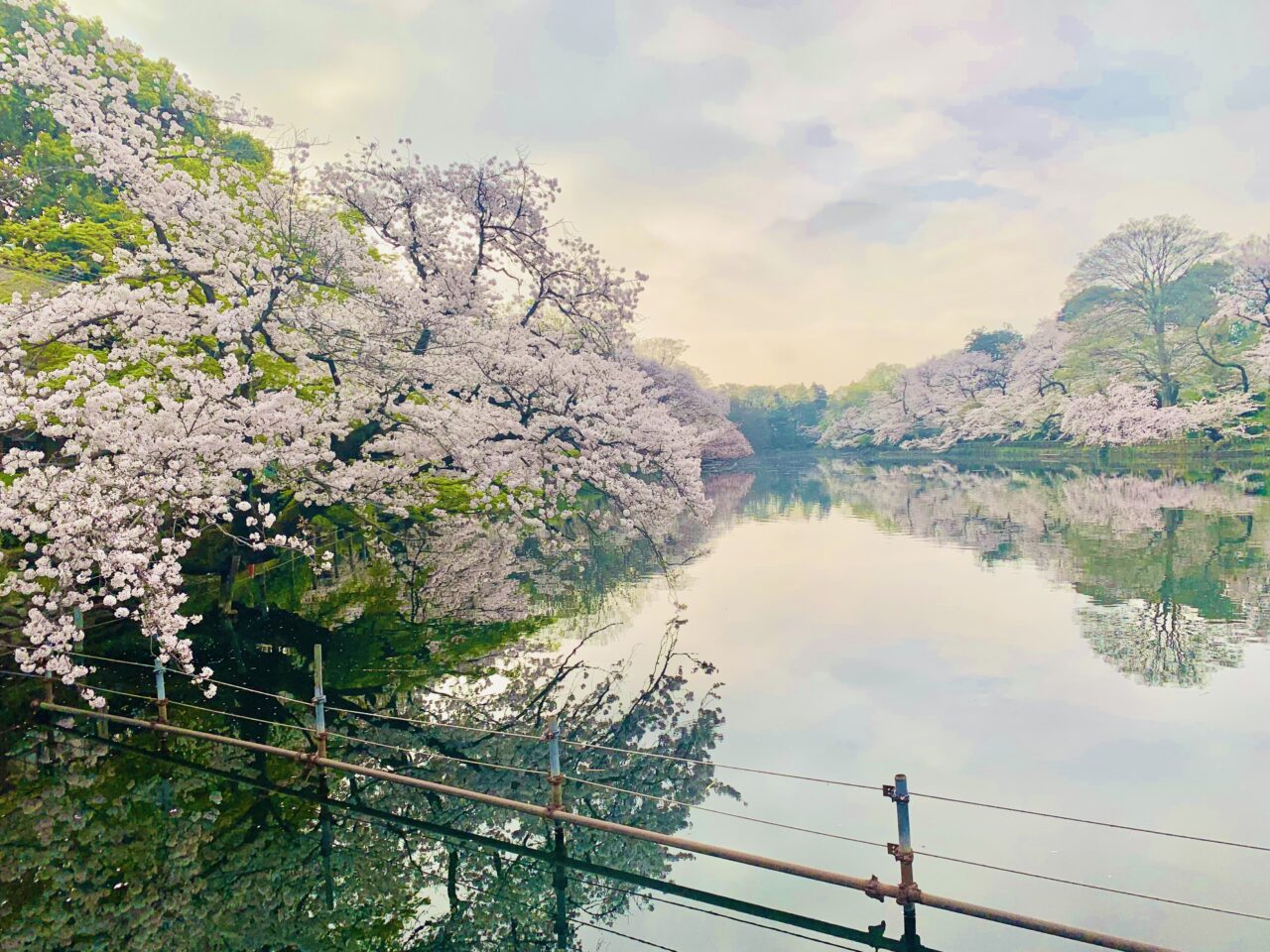 井の頭公園