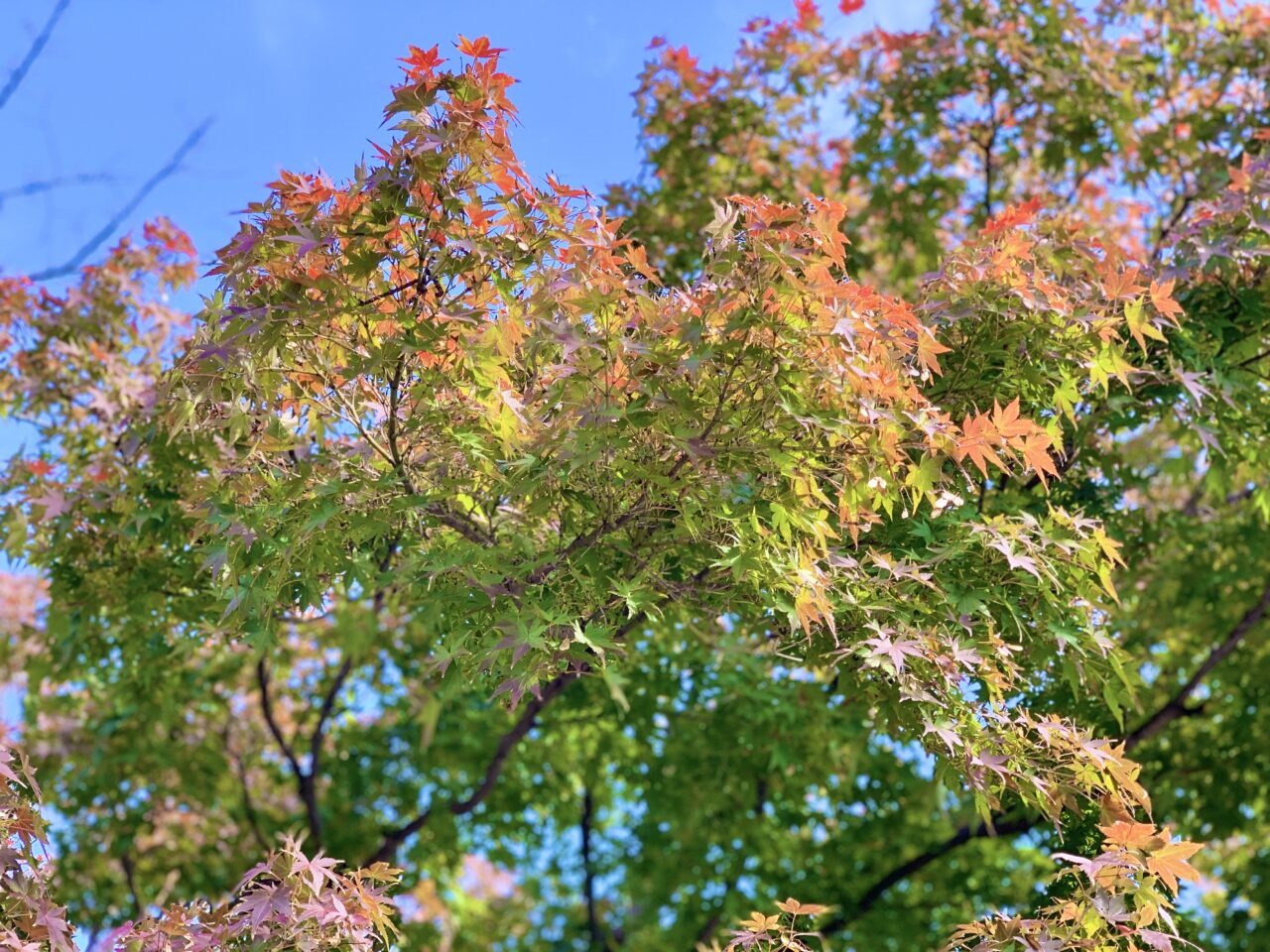 井の頭公園