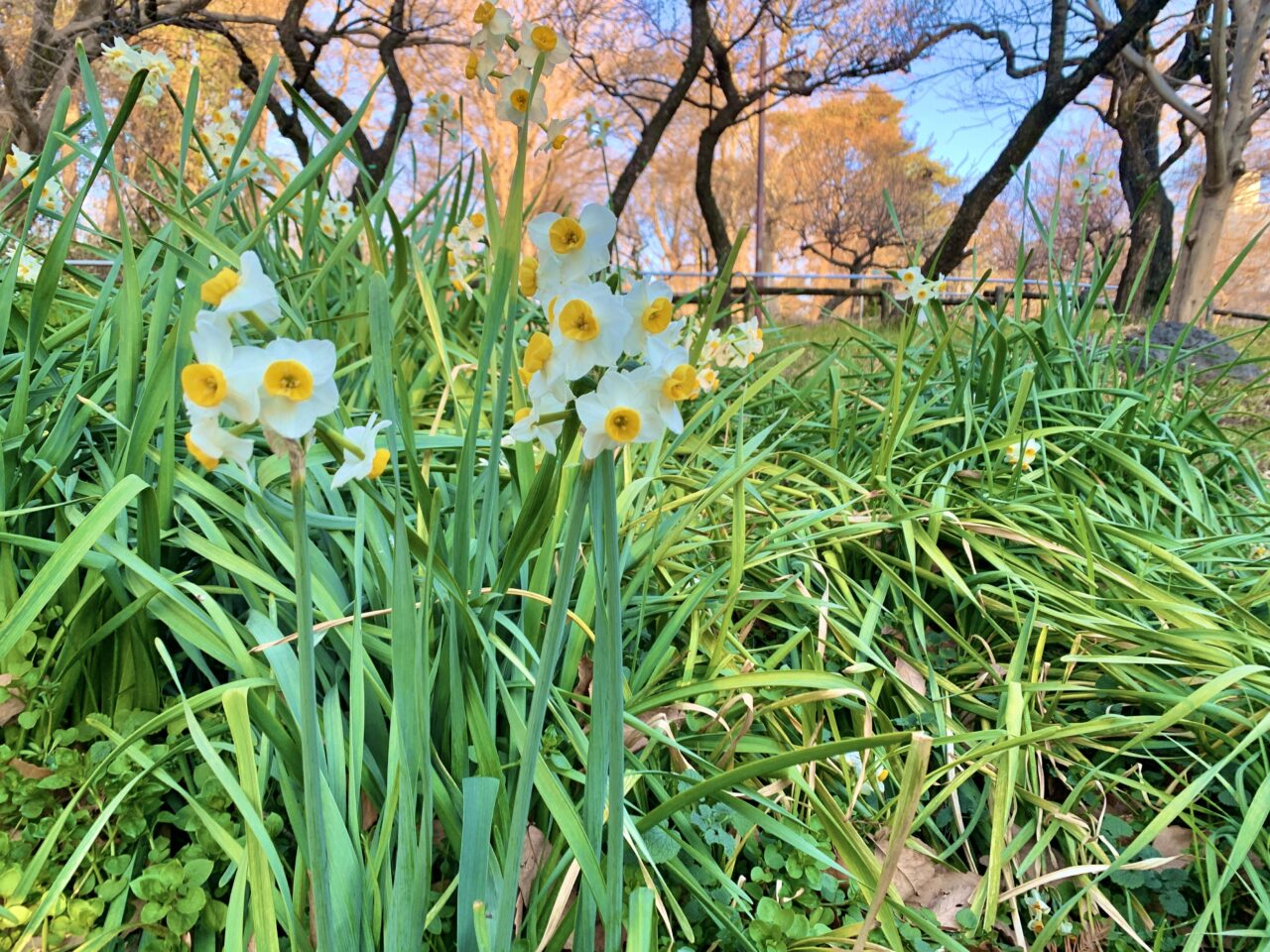 井の頭恩賜公園