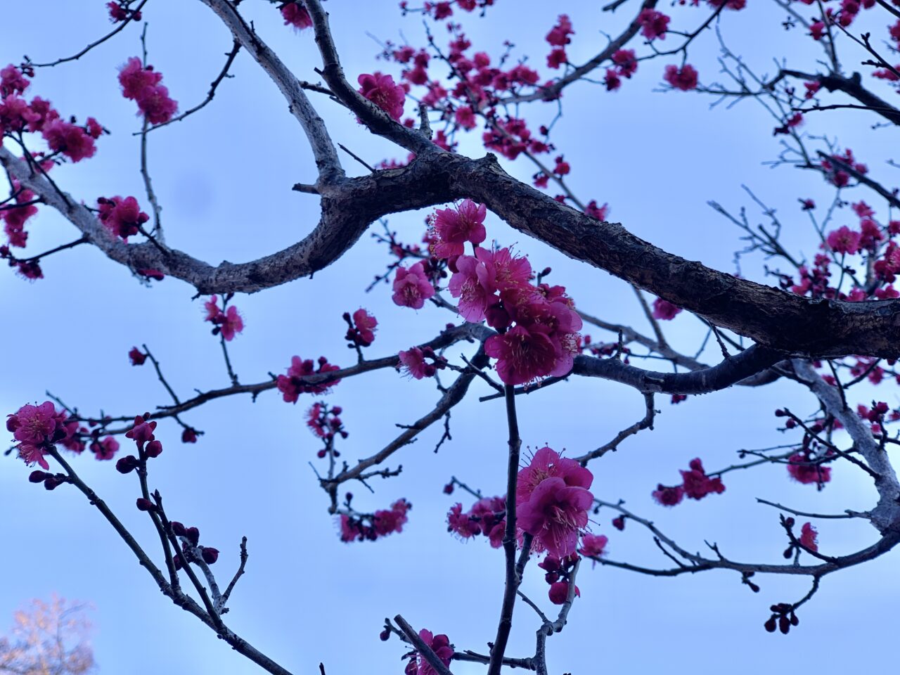 梅の花