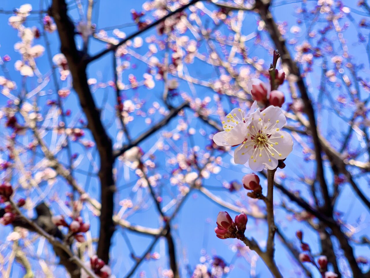 梅の花