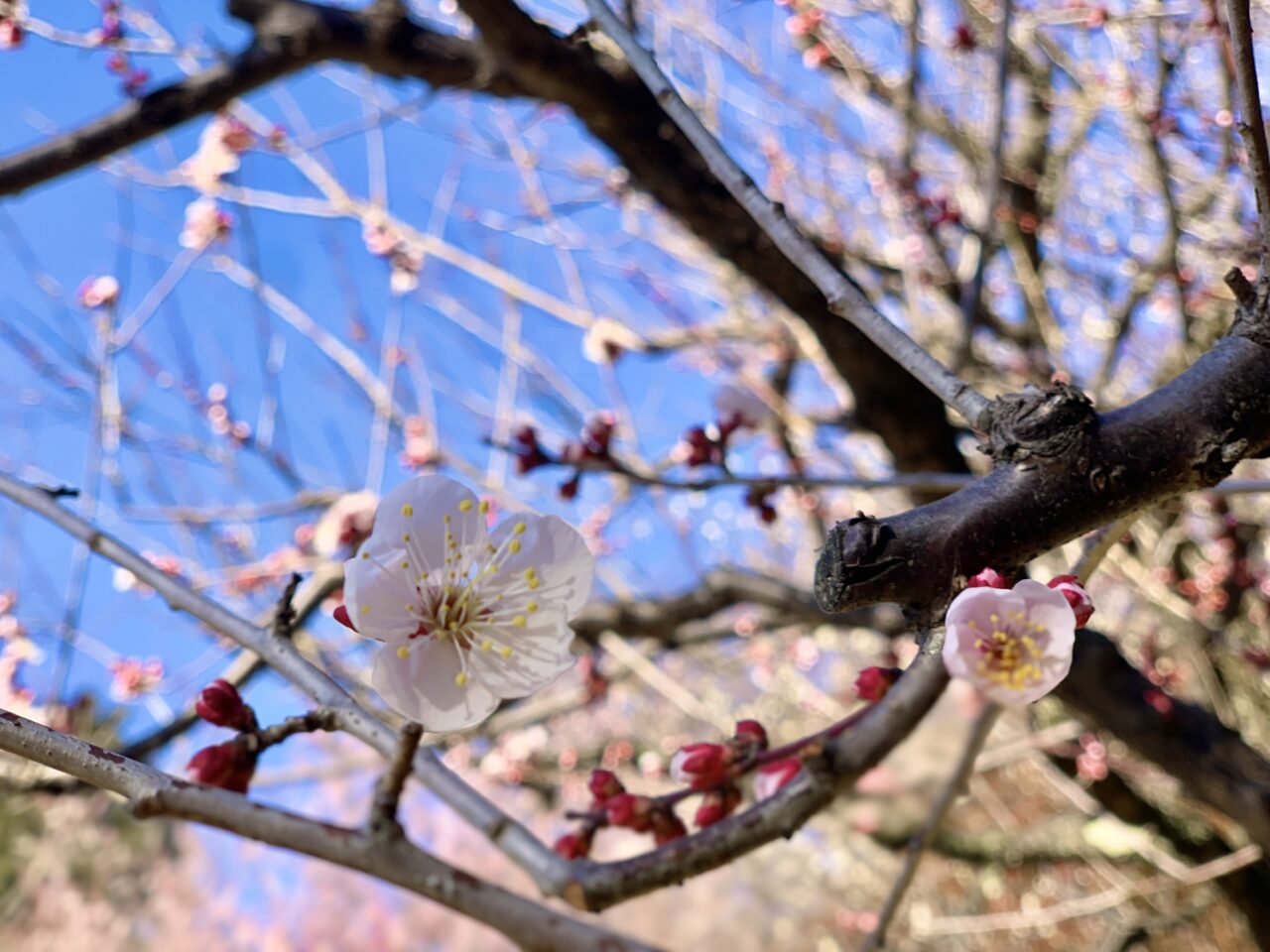 梅の花