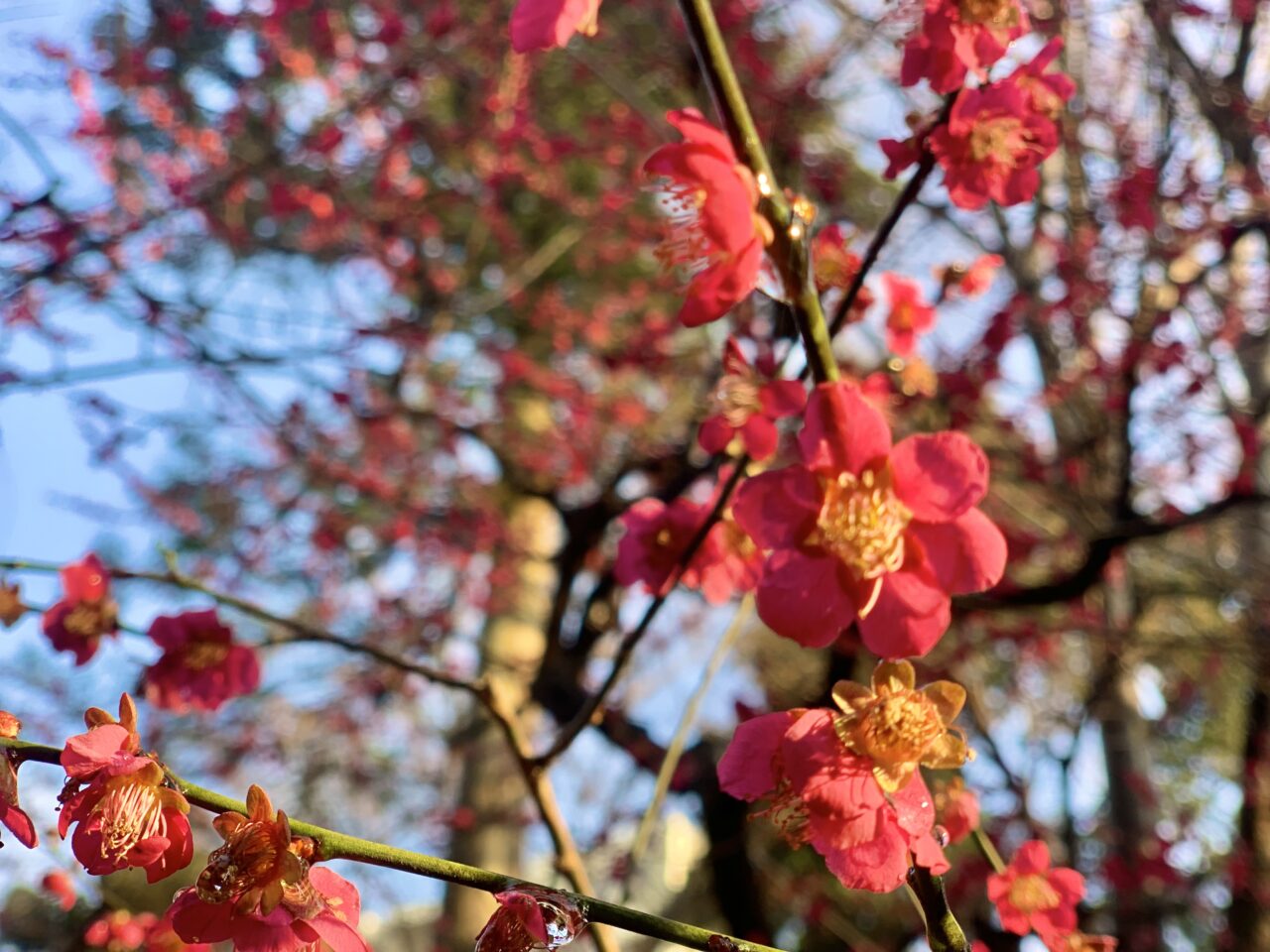 梅の花