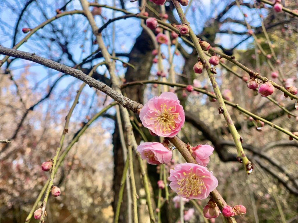 梅の花