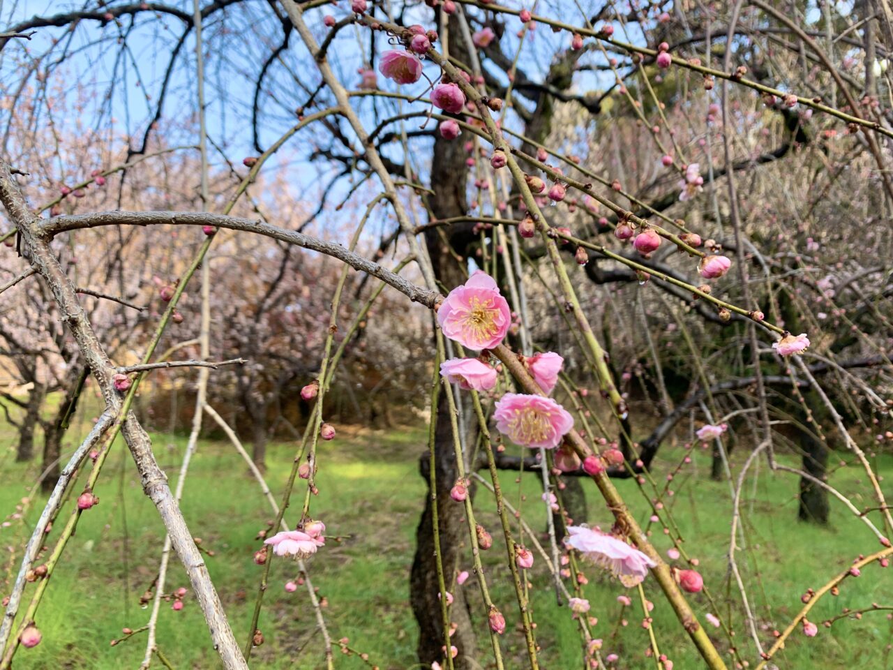 梅の花