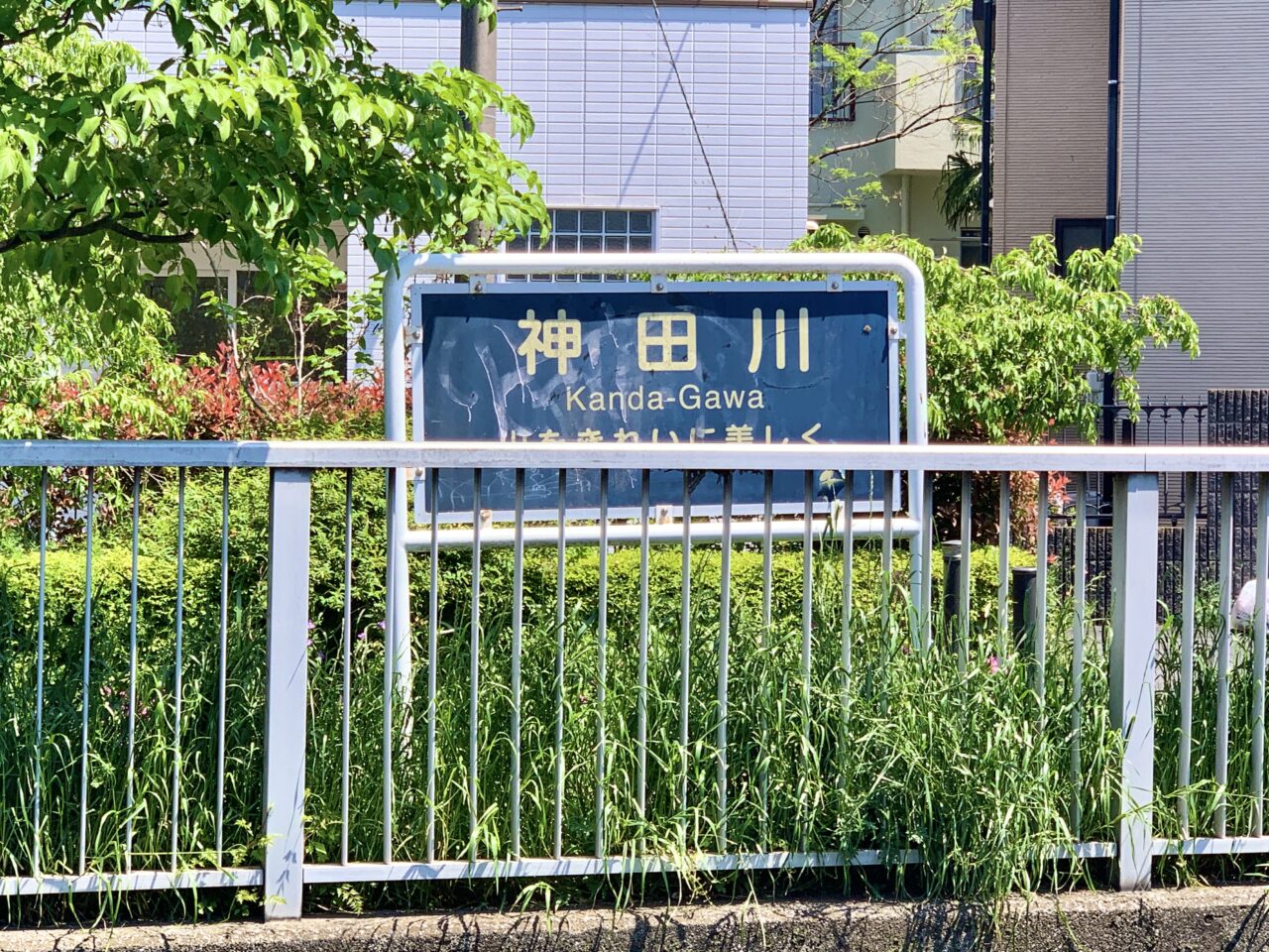 神田川こいのぼり