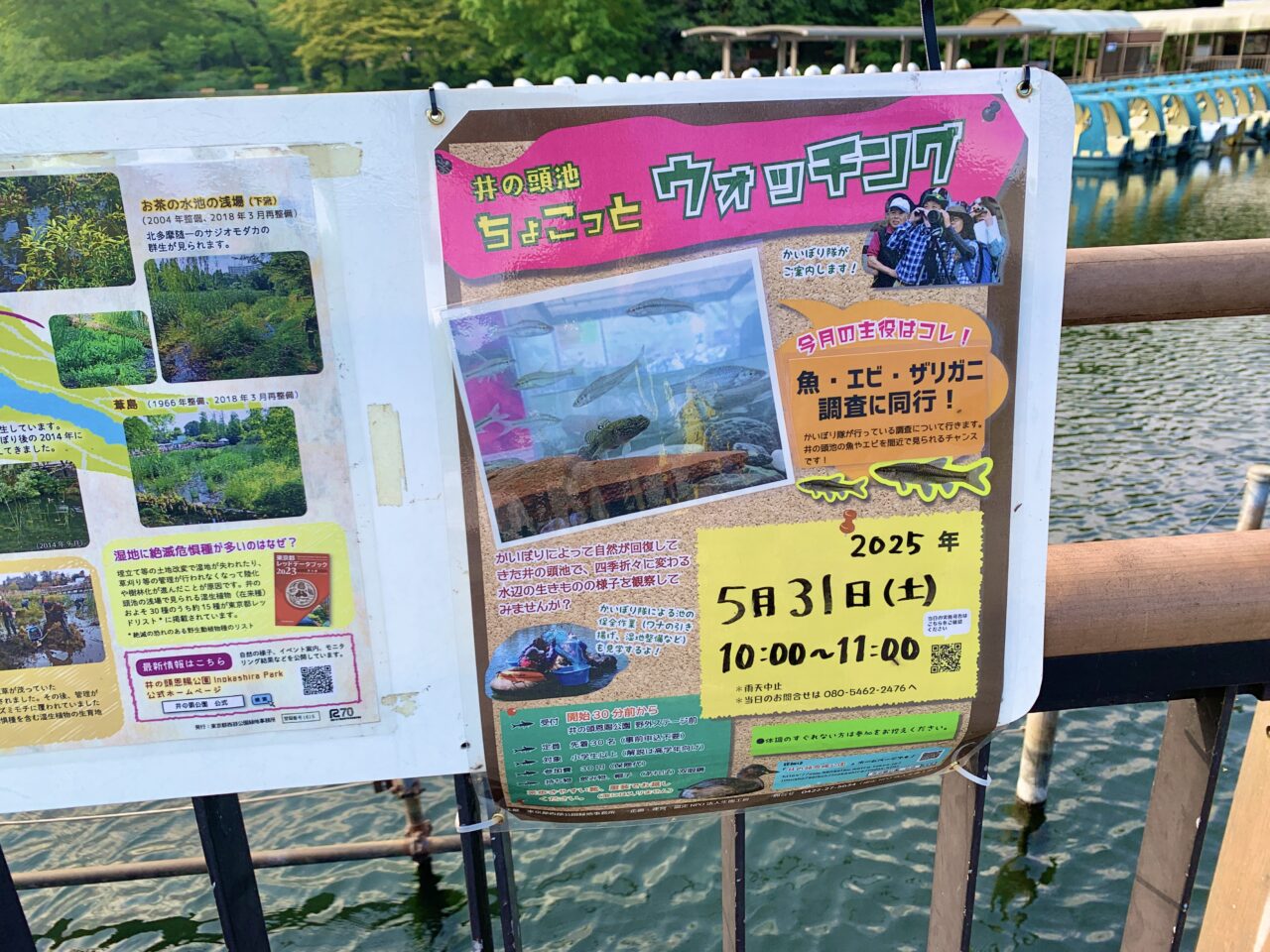 かいぼり