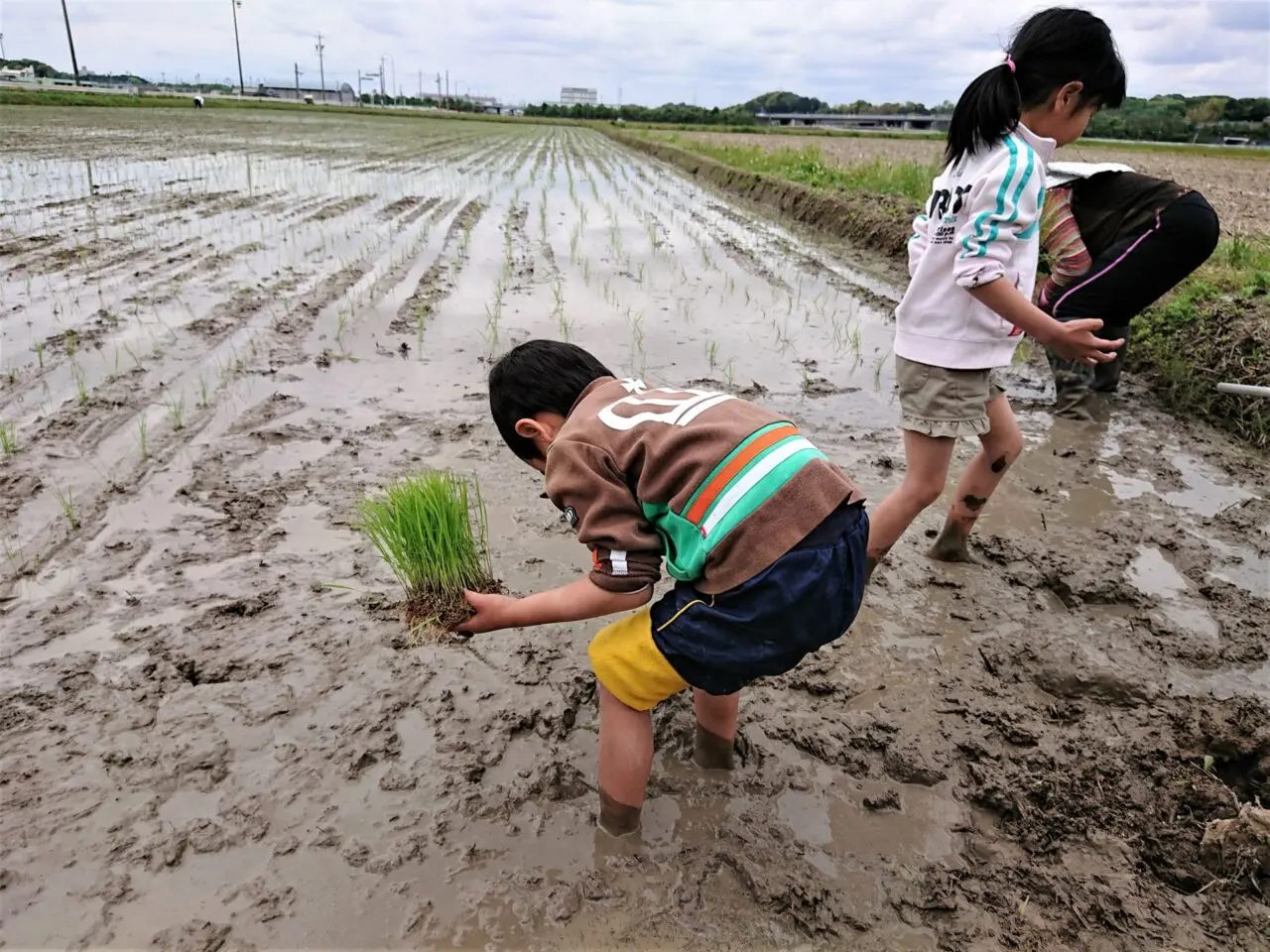 田植え体験
