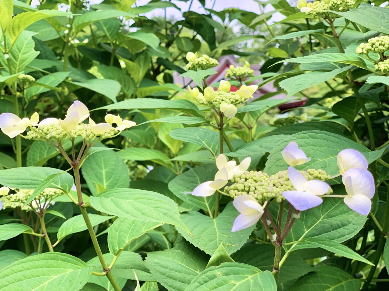 紫陽花
