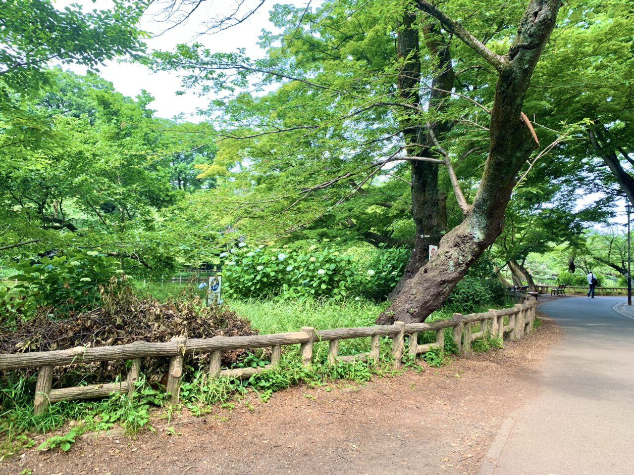 紫陽花
