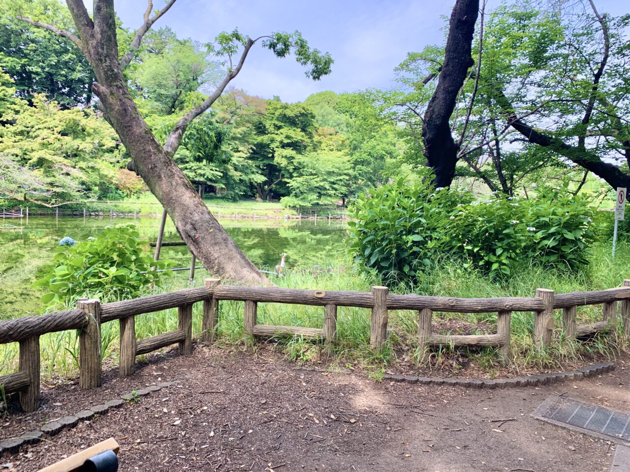紫陽花