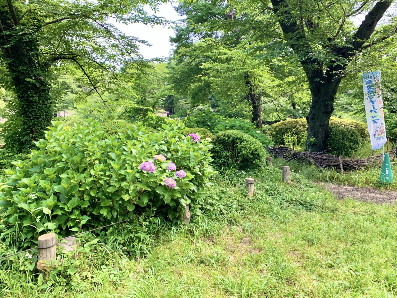 紫陽花