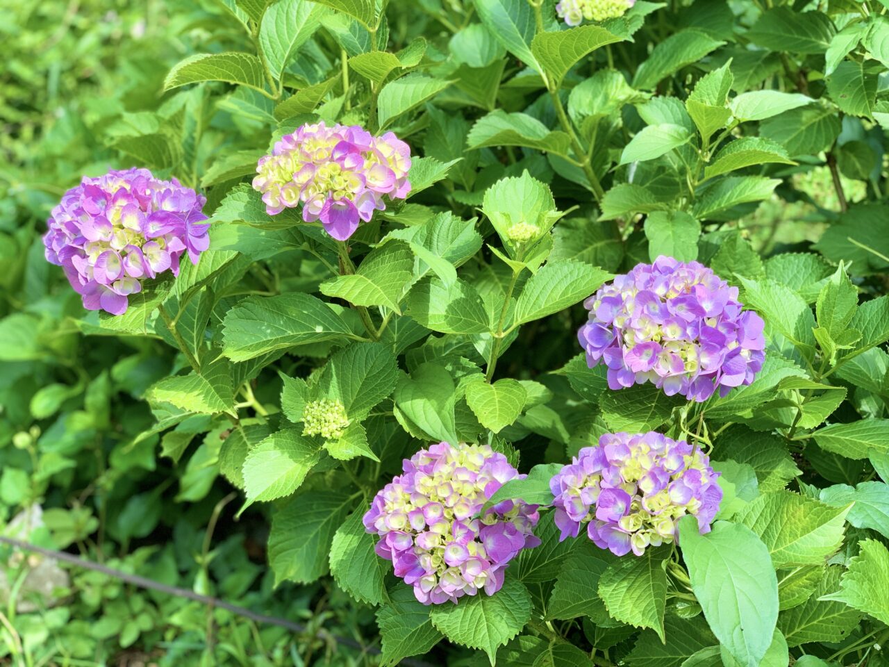 紫陽花