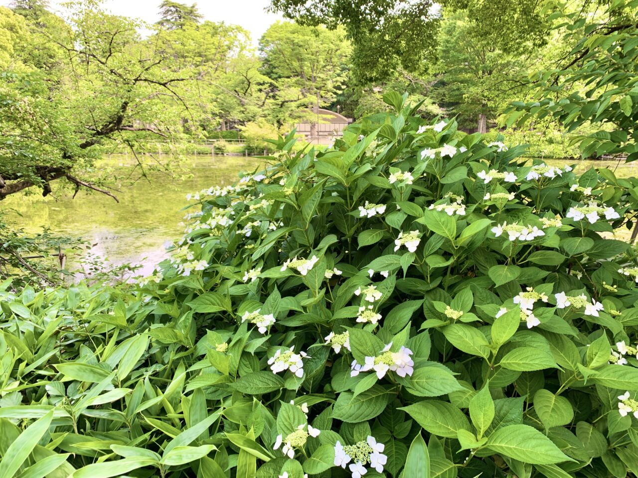 紫陽花