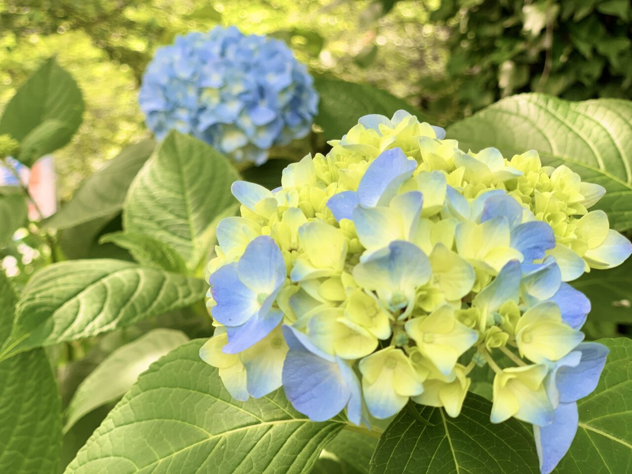 紫陽花