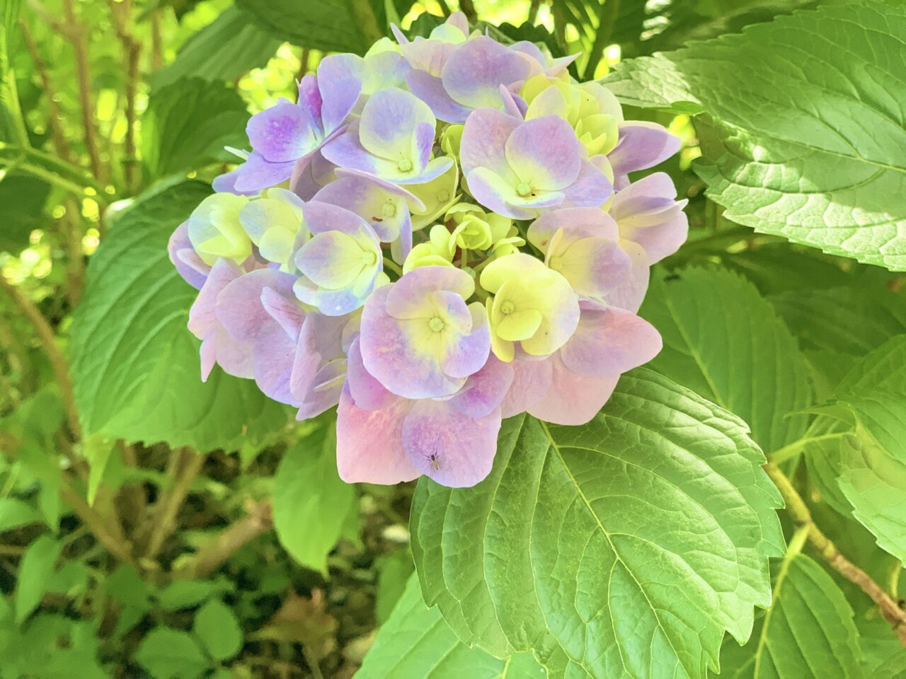 紫陽花
