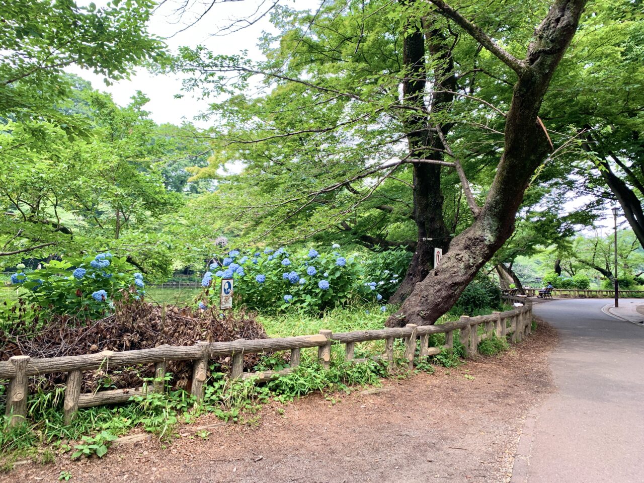紫陽花