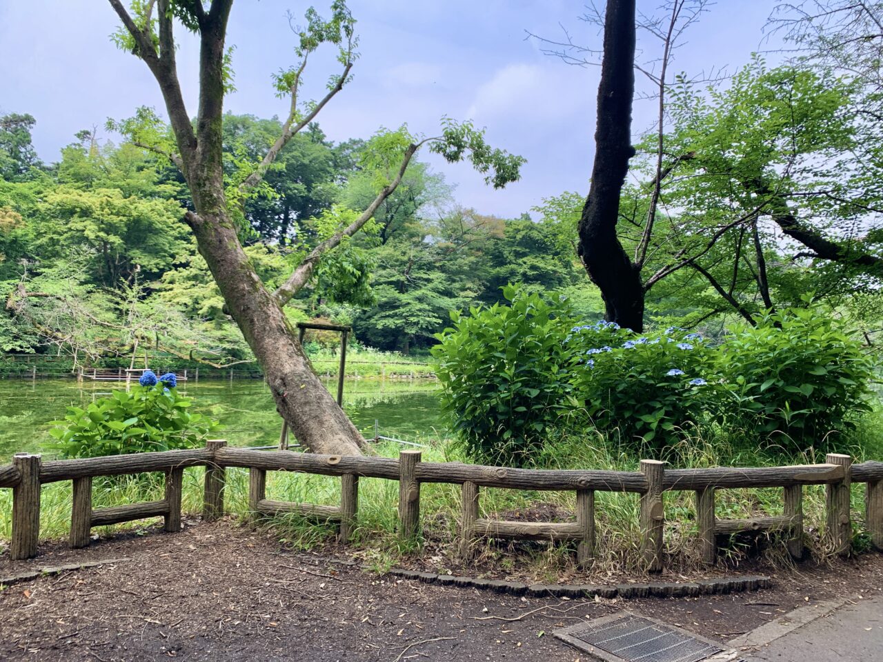 紫陽花