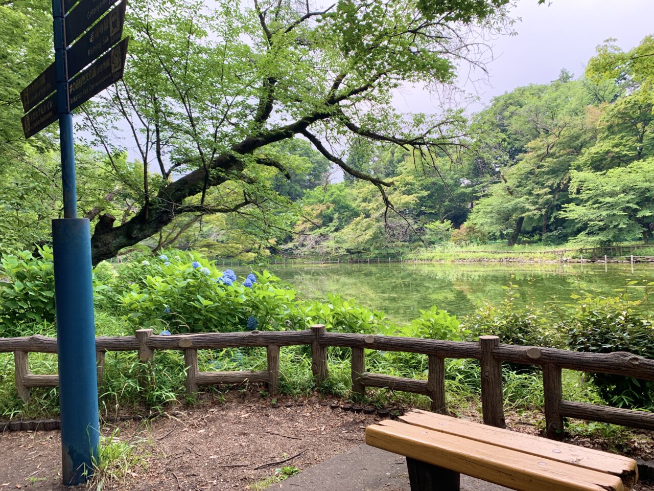 紫陽花