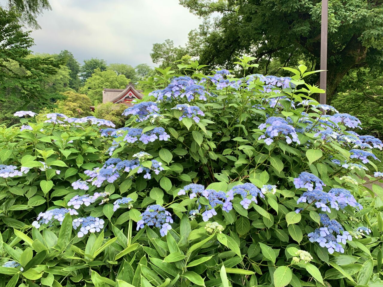 紫陽花