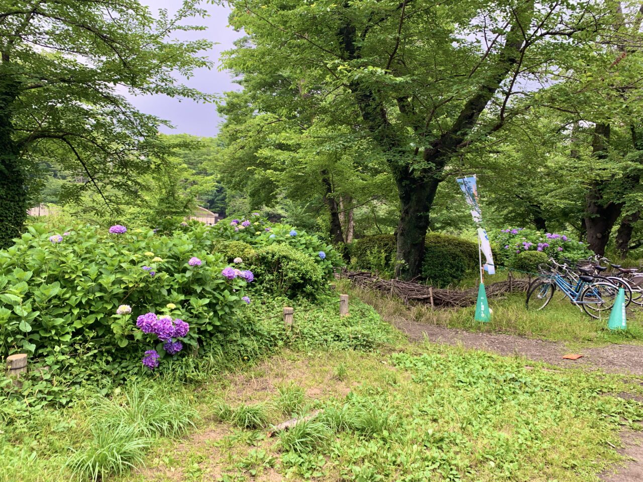 紫陽花