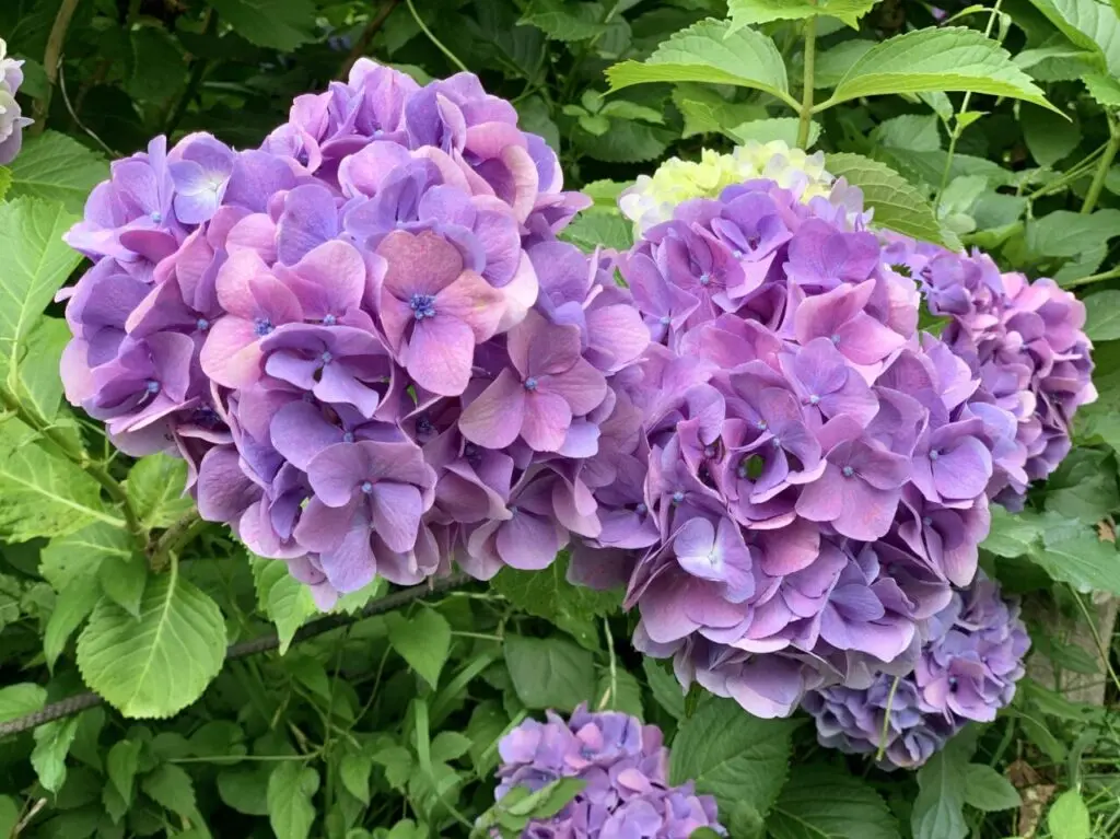 紫陽花
