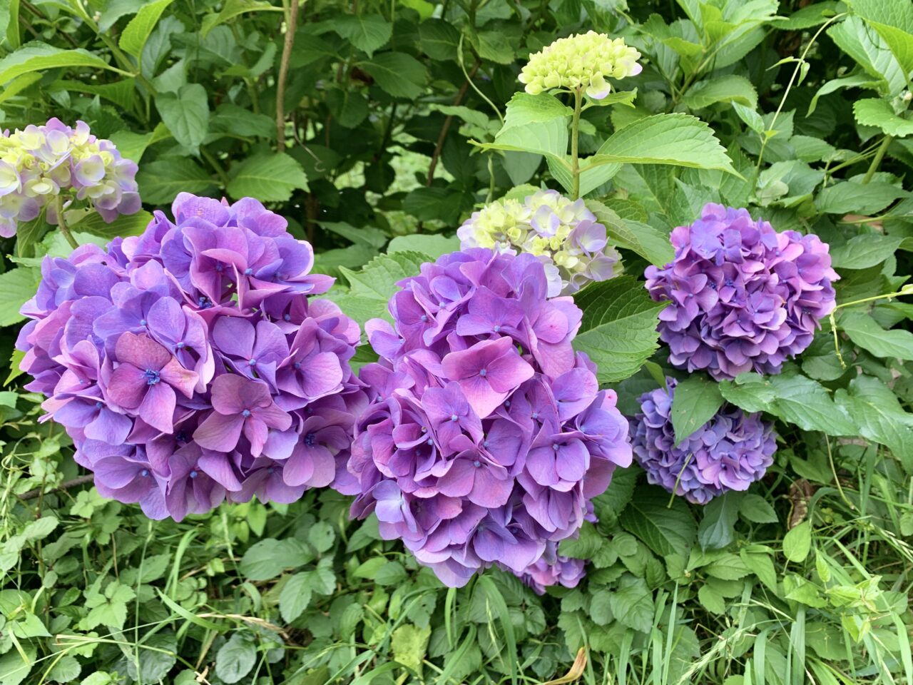紫陽花