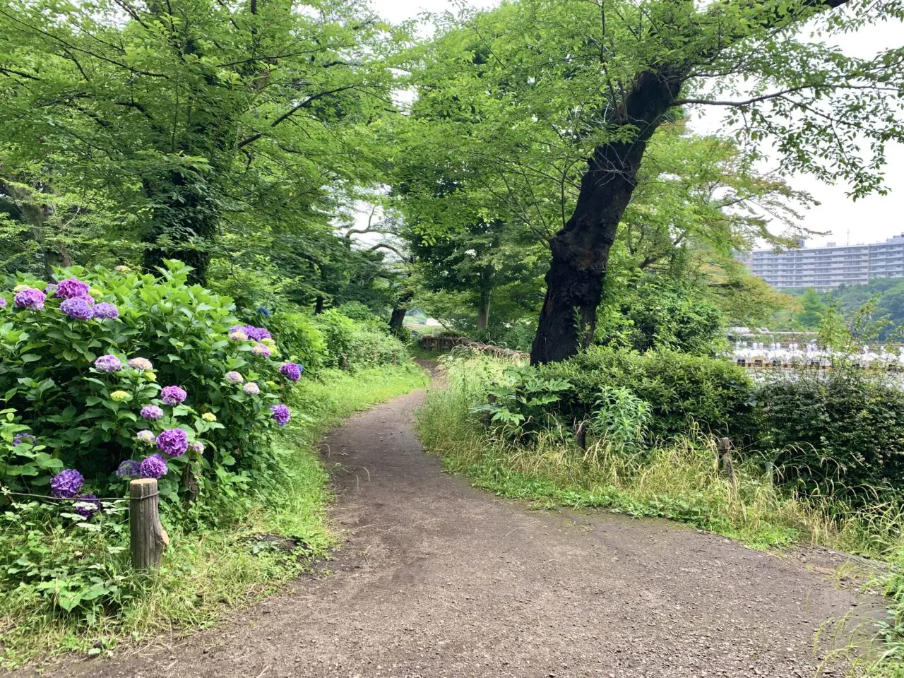 紫陽花