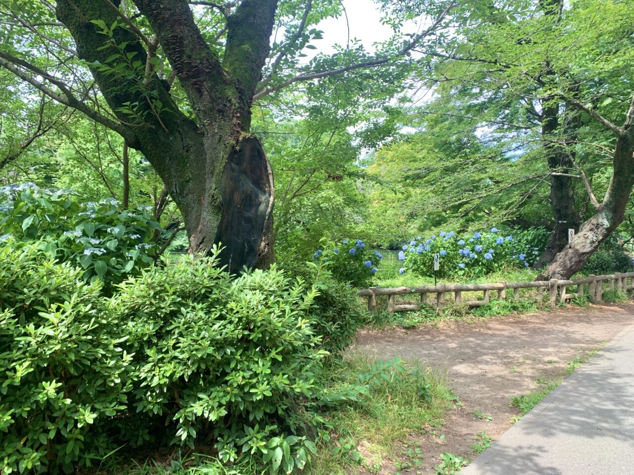 紫陽花