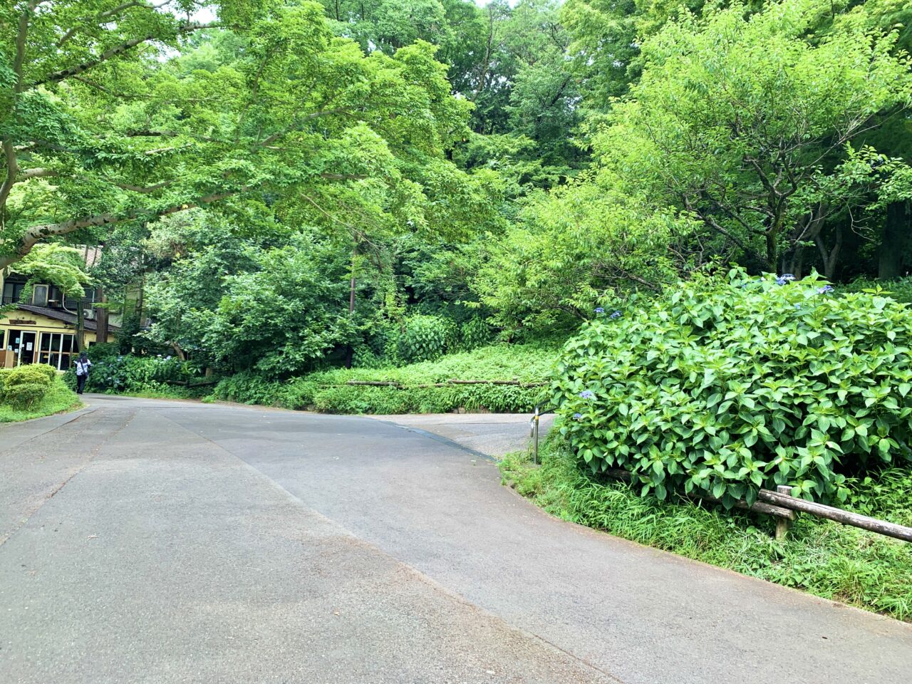 紫陽花