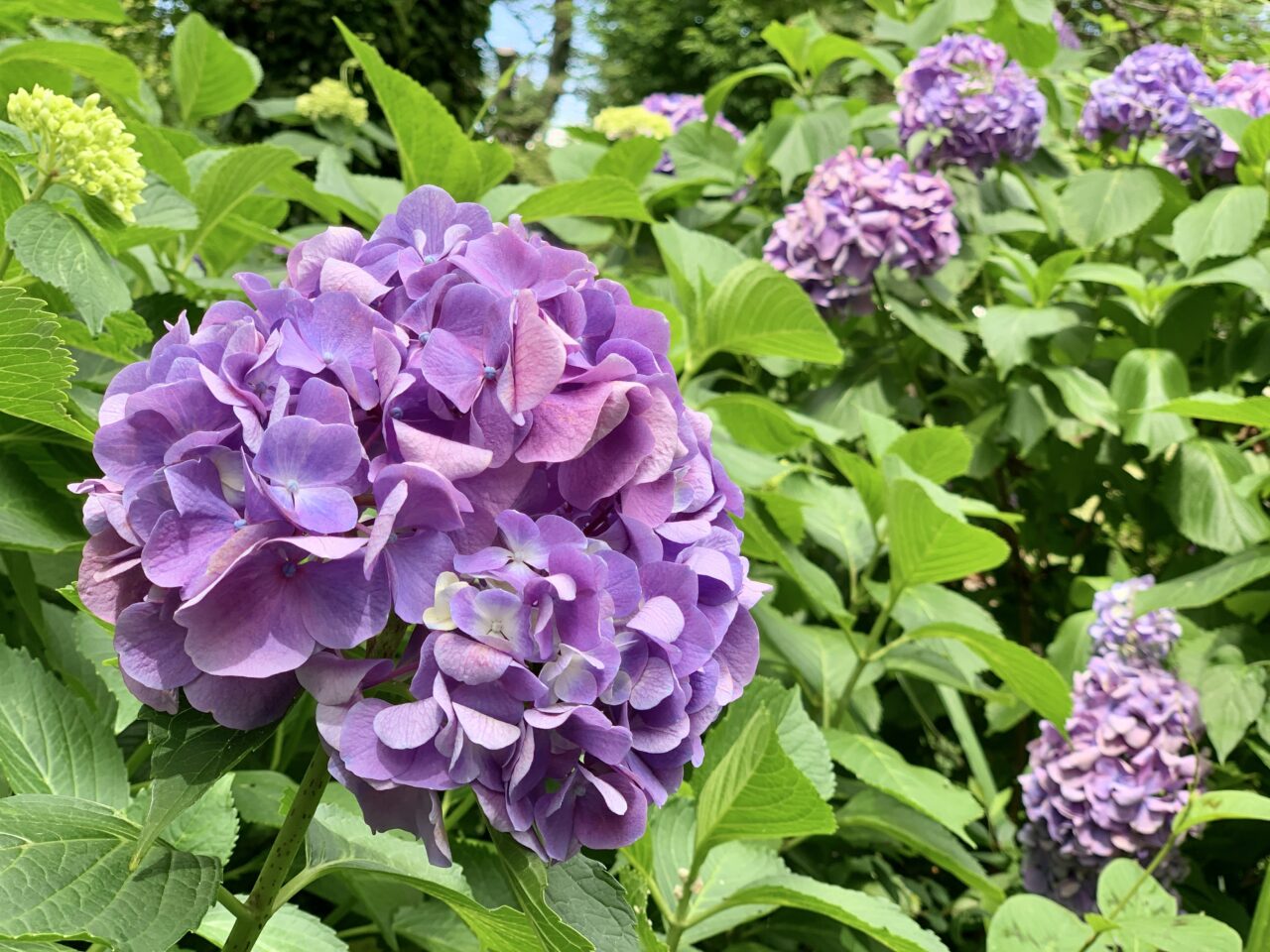 紫陽花