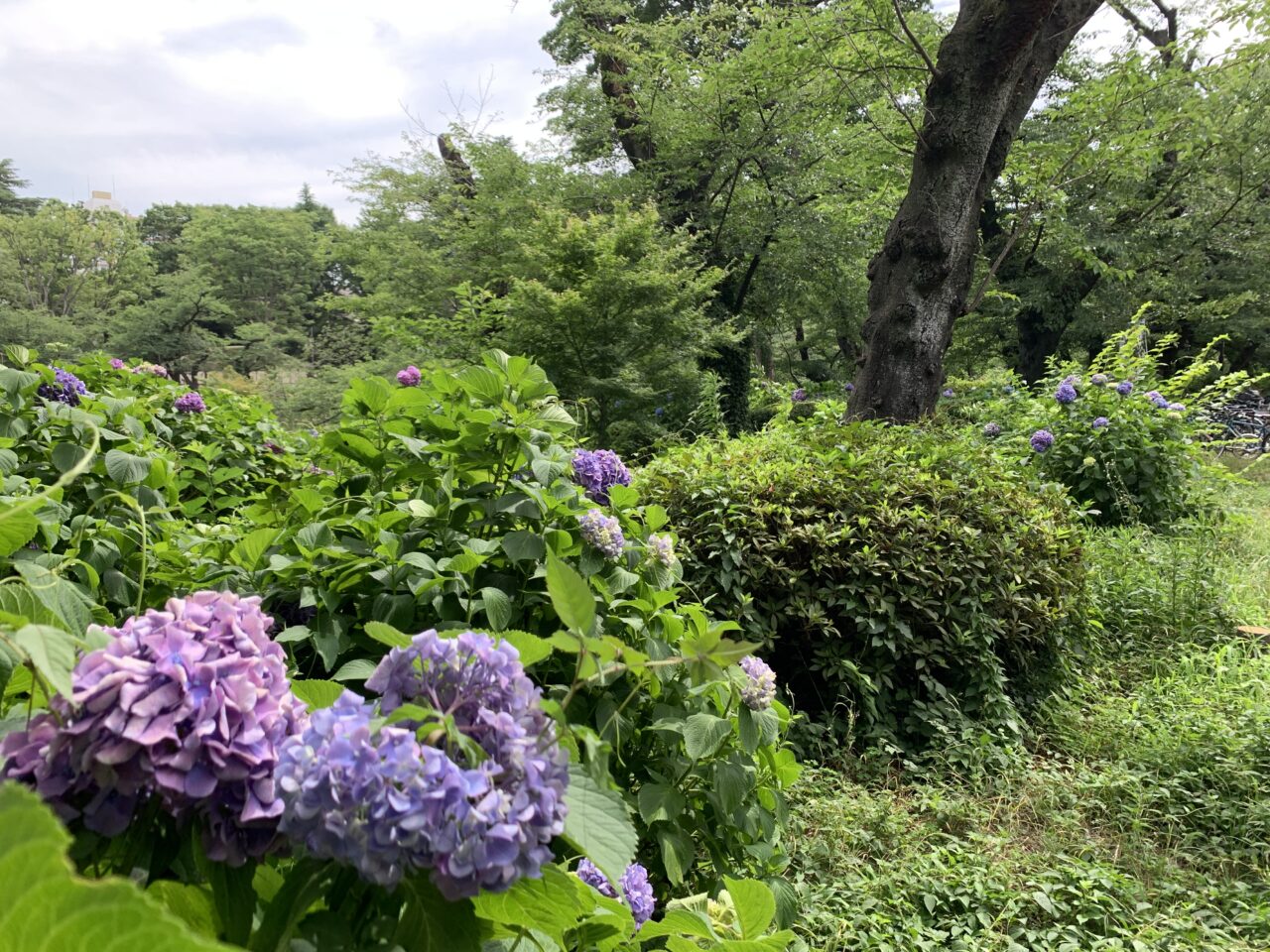 紫陽花