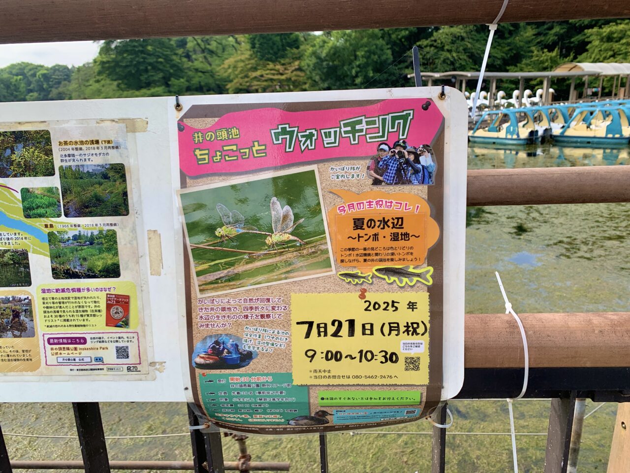 かいぼり