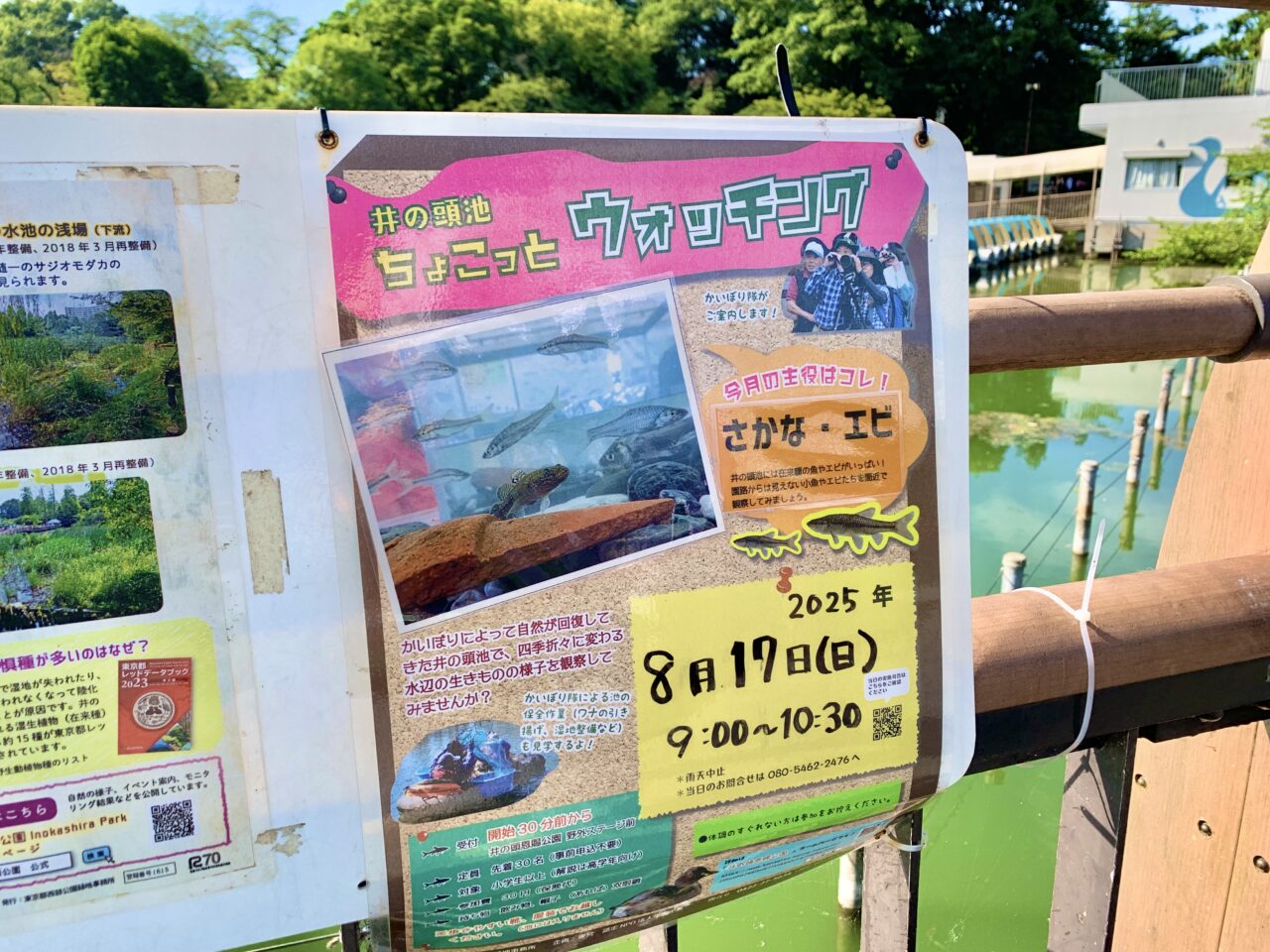 かいぼり