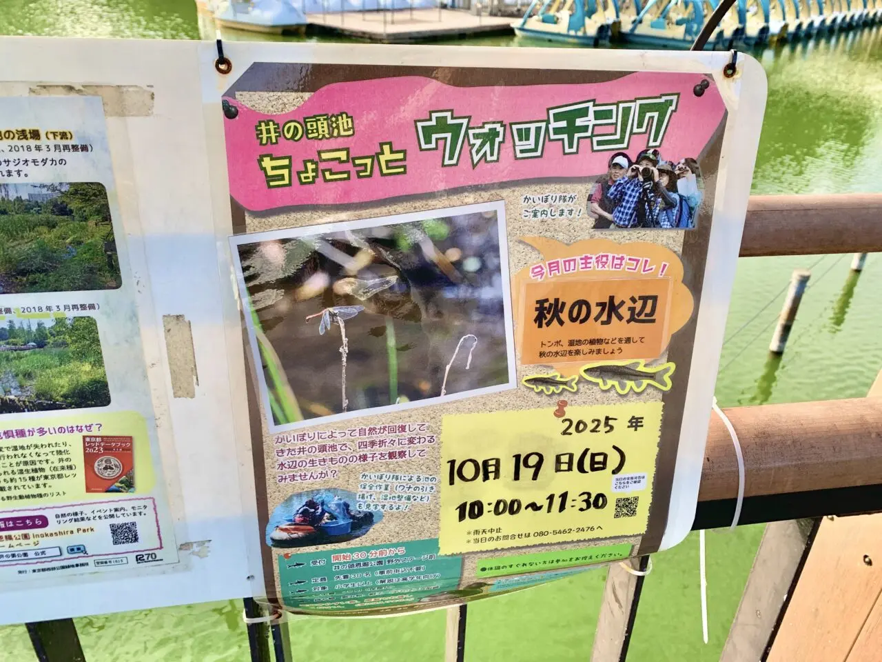 かいぼり