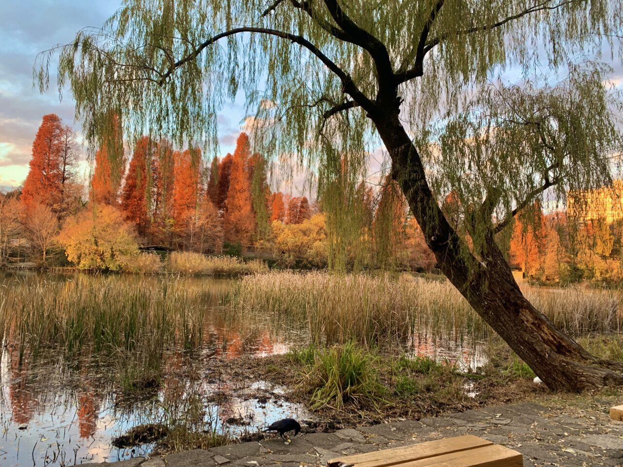 井の頭恩賜公園