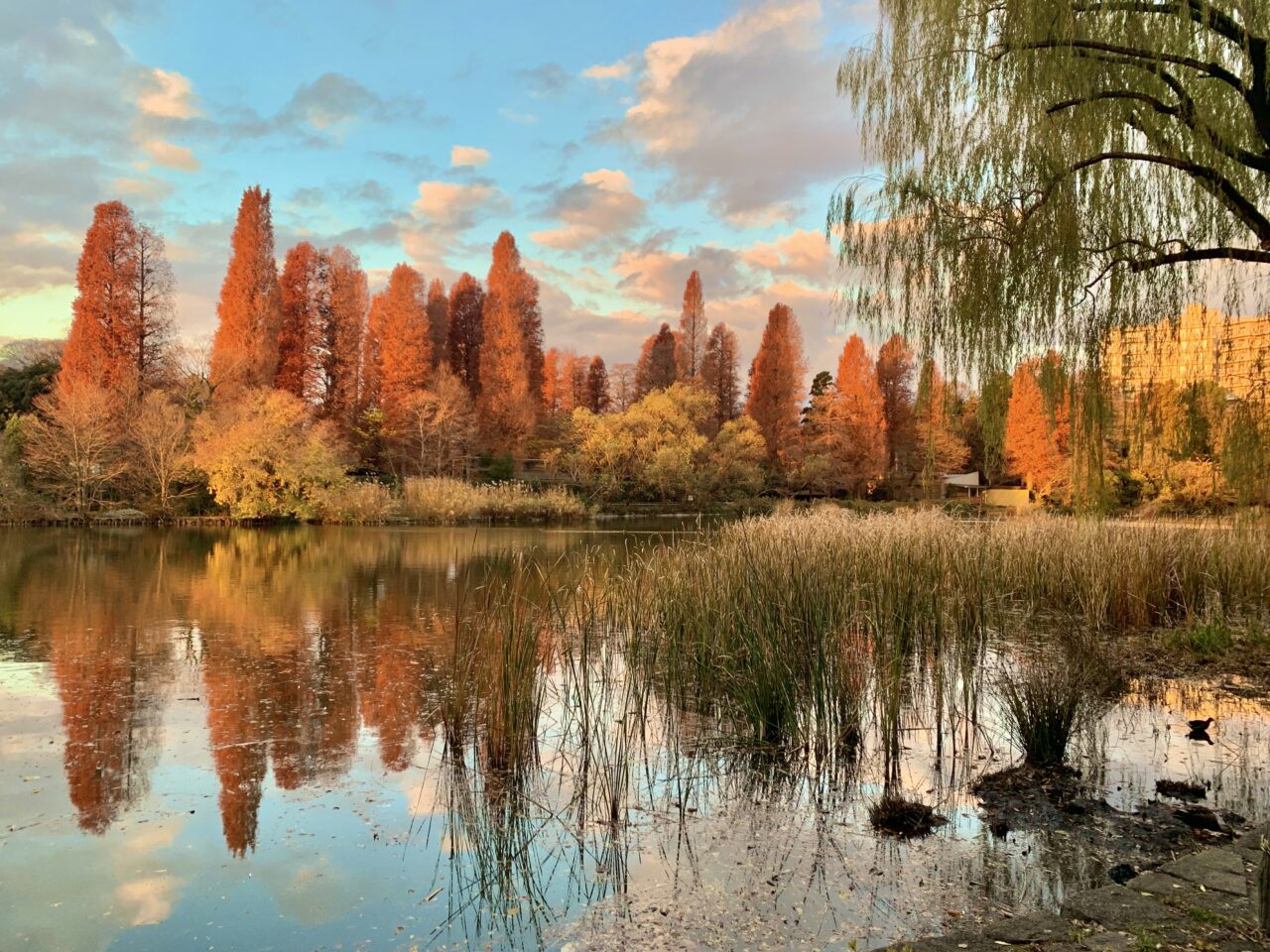 井の頭自然文化園