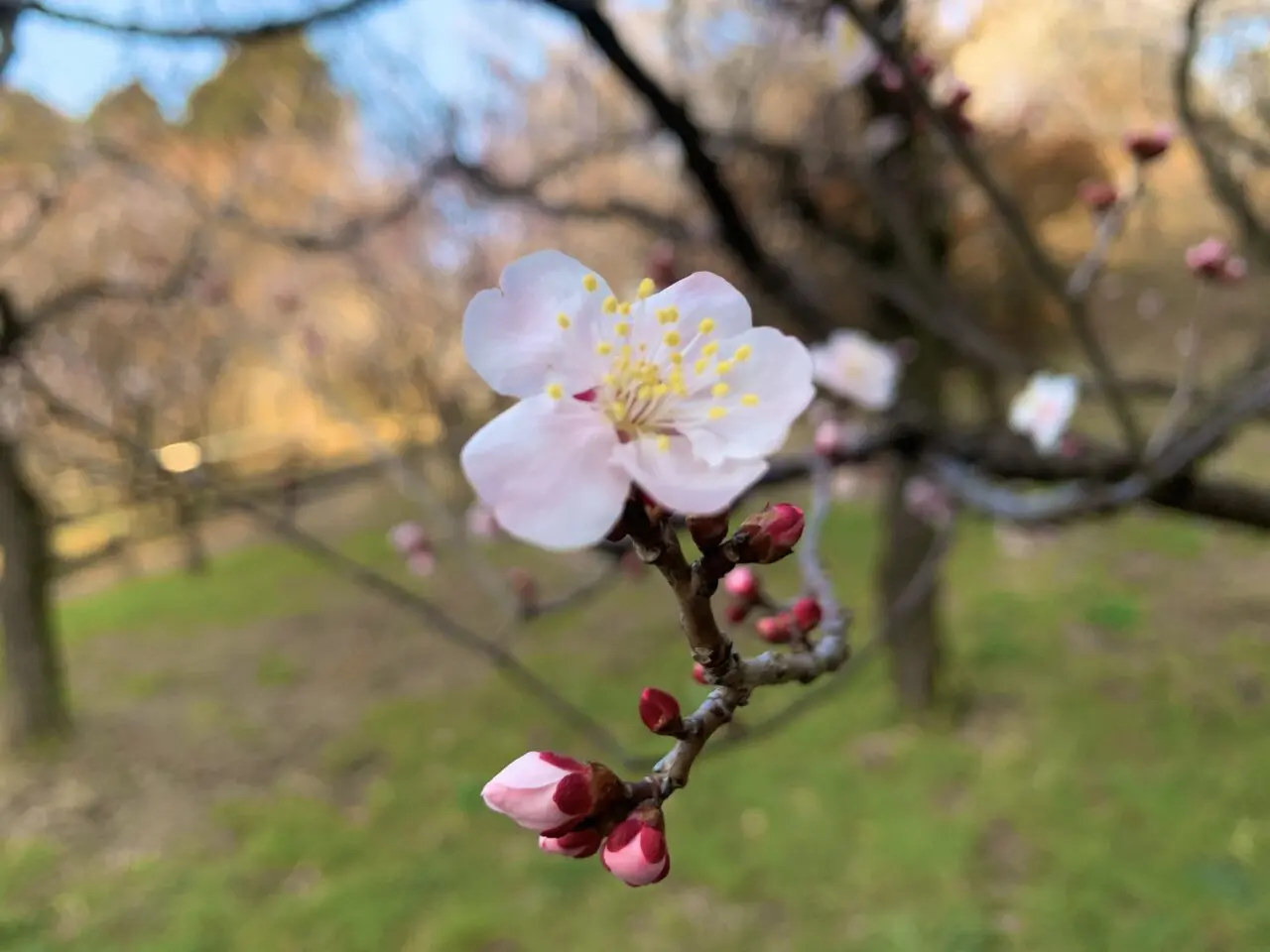 梅の開花