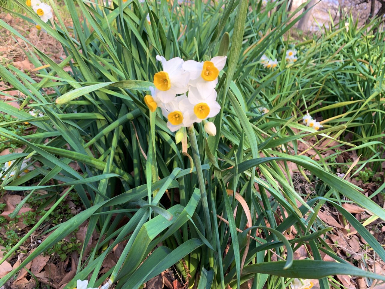 エチゼンスイセン