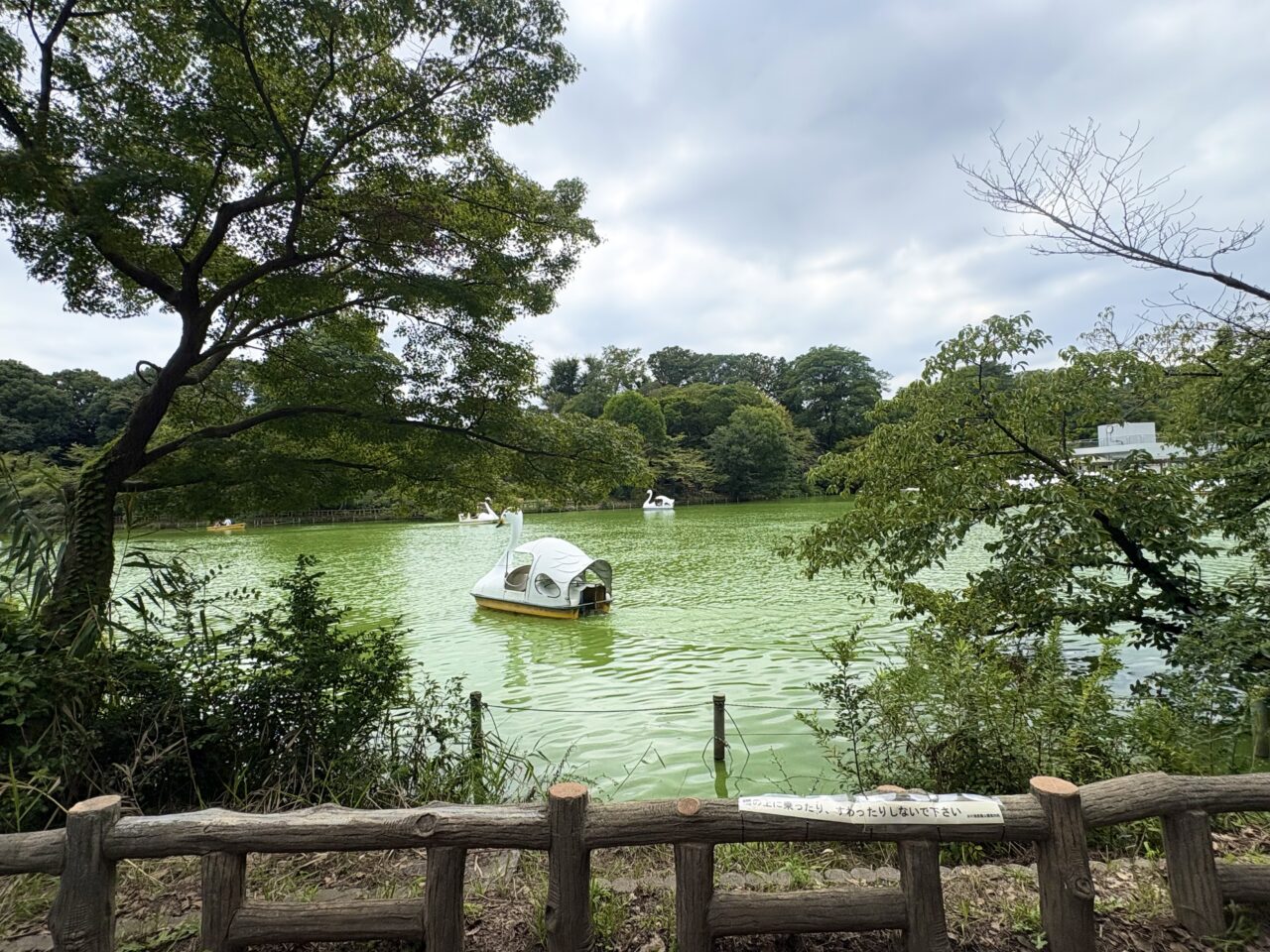 アオコで緑色に染まった井の頭池1