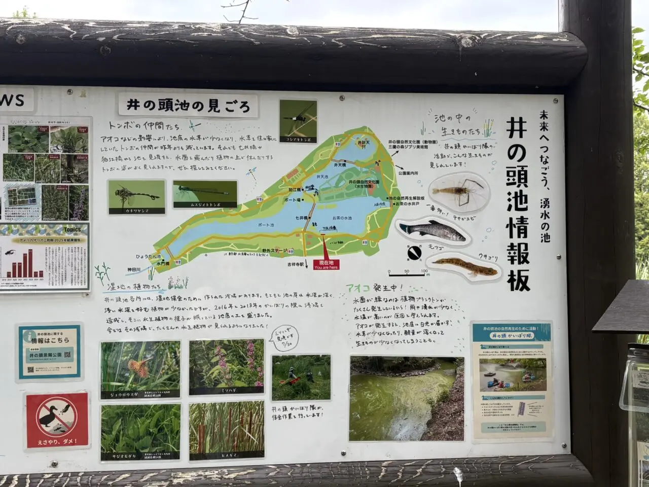 あおこで緑情報版色に染まった井の頭池